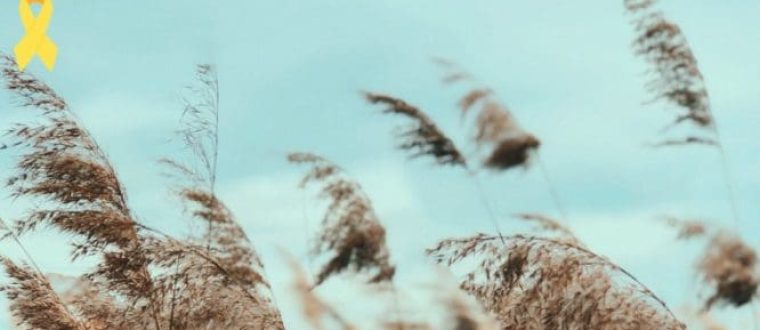 הכנס השנתי ה 53